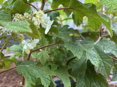 Oakleaf hydrangea. Melanie Marshall photo
