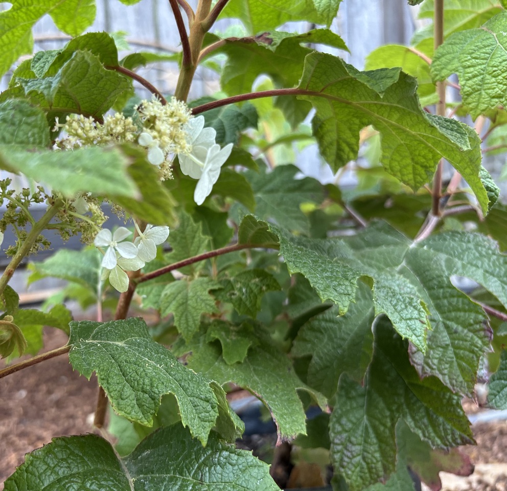 Oakleaf hydrangea. Melanie Marshall photo