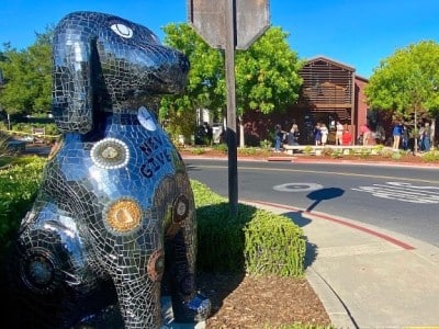 Rocky finds a new home. Kim Beltran photo