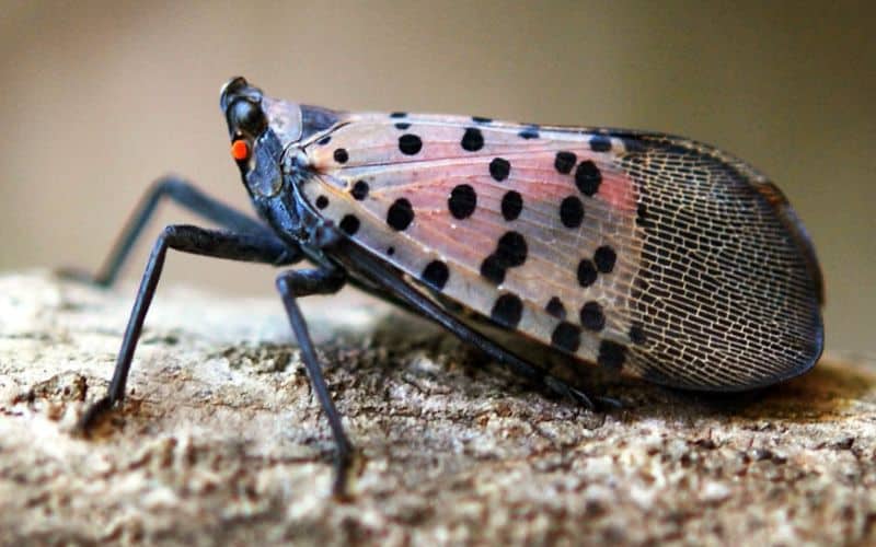 Spotted lanternfly (Lycorma delicatula). CABI photo