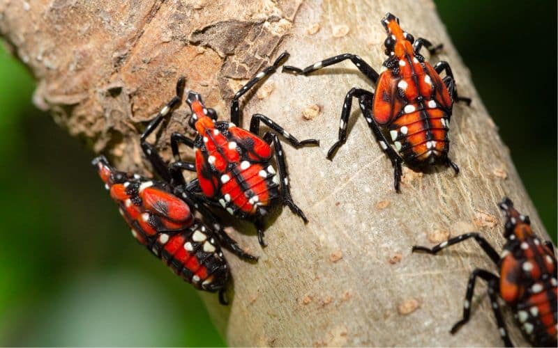 Spotted lanternfly (Lycorma delicatula) nymphs. CABI photo