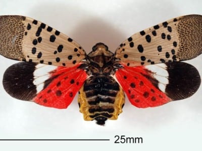 Spotted lanternfly (Lycorma delicatula). CABI photo