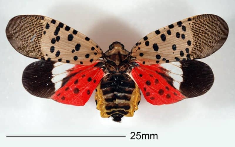Spotted lanternfly (Lycorma delicatula). CABI photo