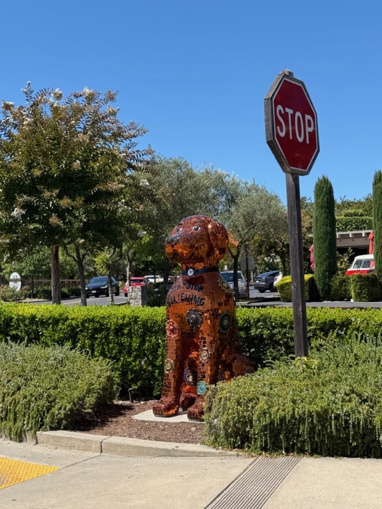Ginger at the Y of Washington and Yount Streets in Yountville. Elizabeth Laul Healey photo