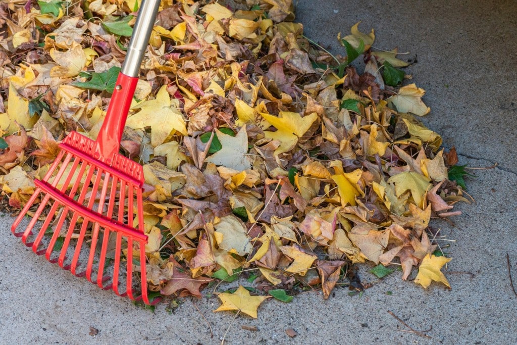 Photo of leaves and a rake by Wendell Shinn on Unsplash