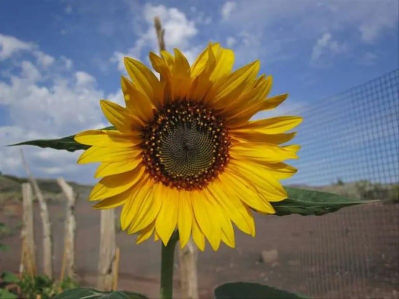 A Hopi Black Dye sunflower blooms at Wupatki National Monument in Arizona. National Park Service photo