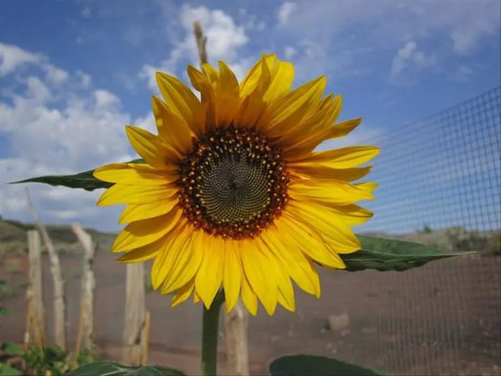 A Hopi Black Dye sunflower blooms at Wupatki National Monument in Arizona. National Park Service photo