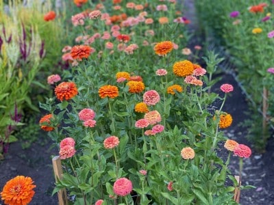 Zinnias that were grown for “Pay it Forward Flowers.” Submitted photo