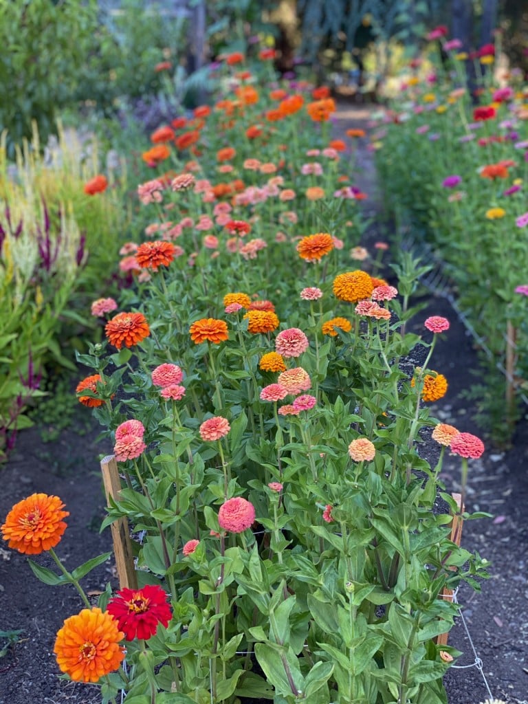 Zinnias that were grown for “Pay it Forward Flowers.” Submitted photo