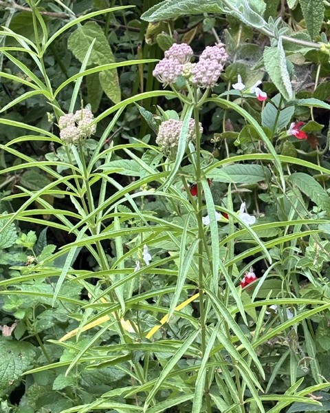 A photo of blooming milkweed in a Napa Valley Garden. Cindy Watter photo
