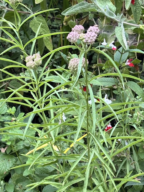 A photo of blooming milkweed in a Napa Valley Garden. Cindy Watter photo
